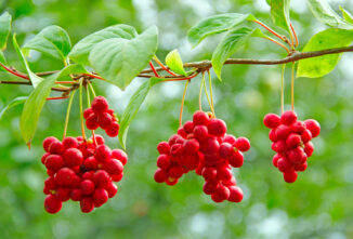 What Is Schisandra? Schisandra Benefits & Growing Tips